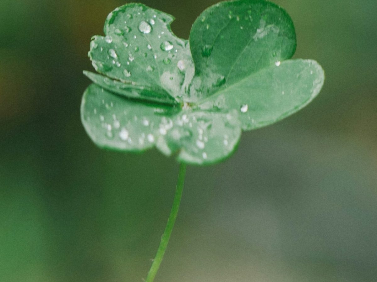 Luck of the Irish&nbsp;☘️