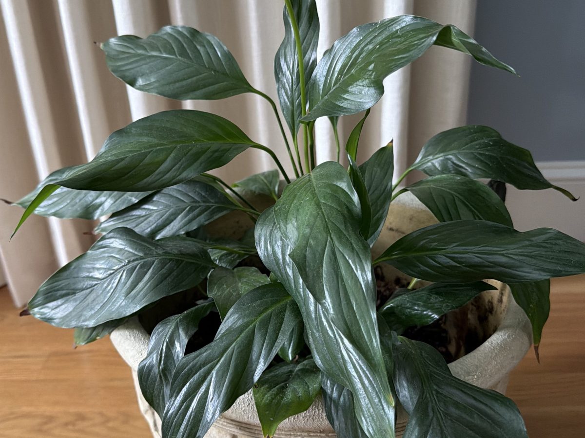 Sharing Plants